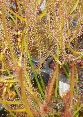 Drosera binata {Blackheath, Blue Mountains}