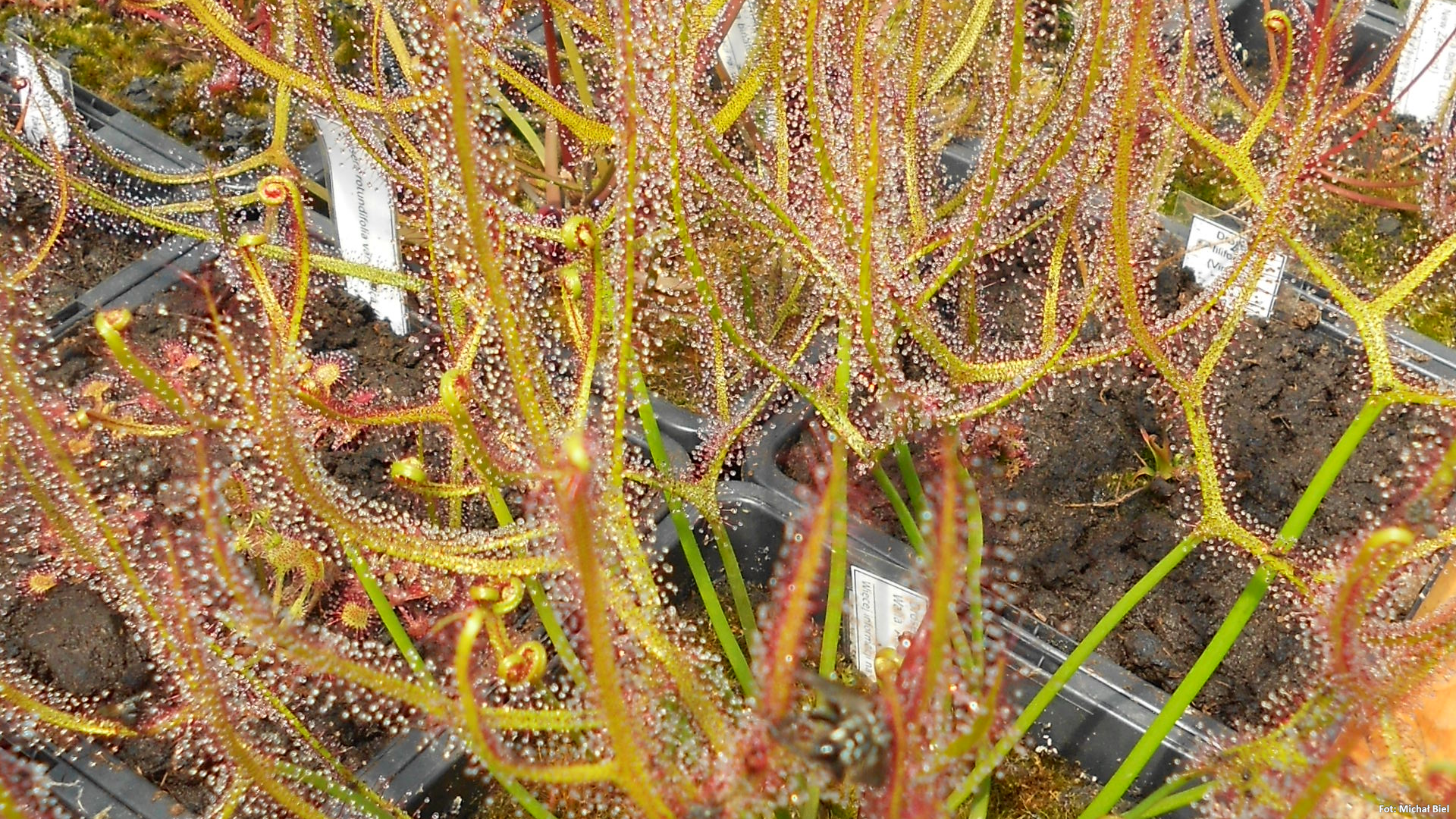 Drosera binata {Blackheath, Blue Mountains}