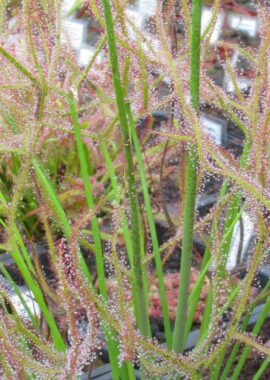 Drosera binata {Blackheath, Blue Mountains}