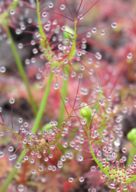 Drosera binata var. multifida f. extrema {Stradbroke Island}