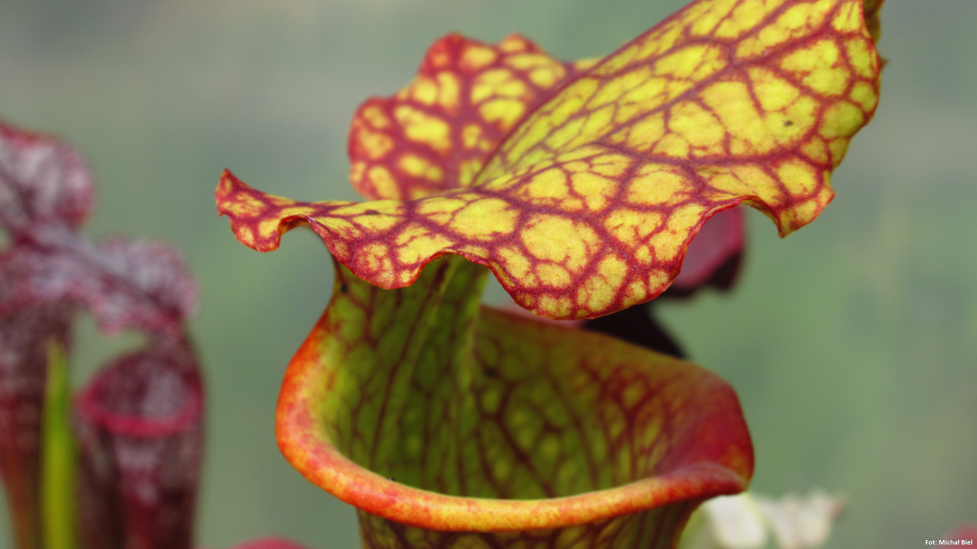 Sarracenia - 'C24 Biscuit'