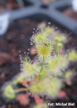 Drosera hookeri {Braidwood, NSW.}