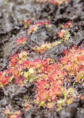 Drosera burmannii {Humpty Doo}