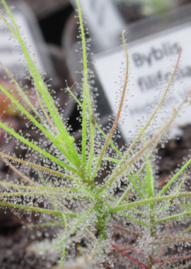 byblis_fili_hidden_2