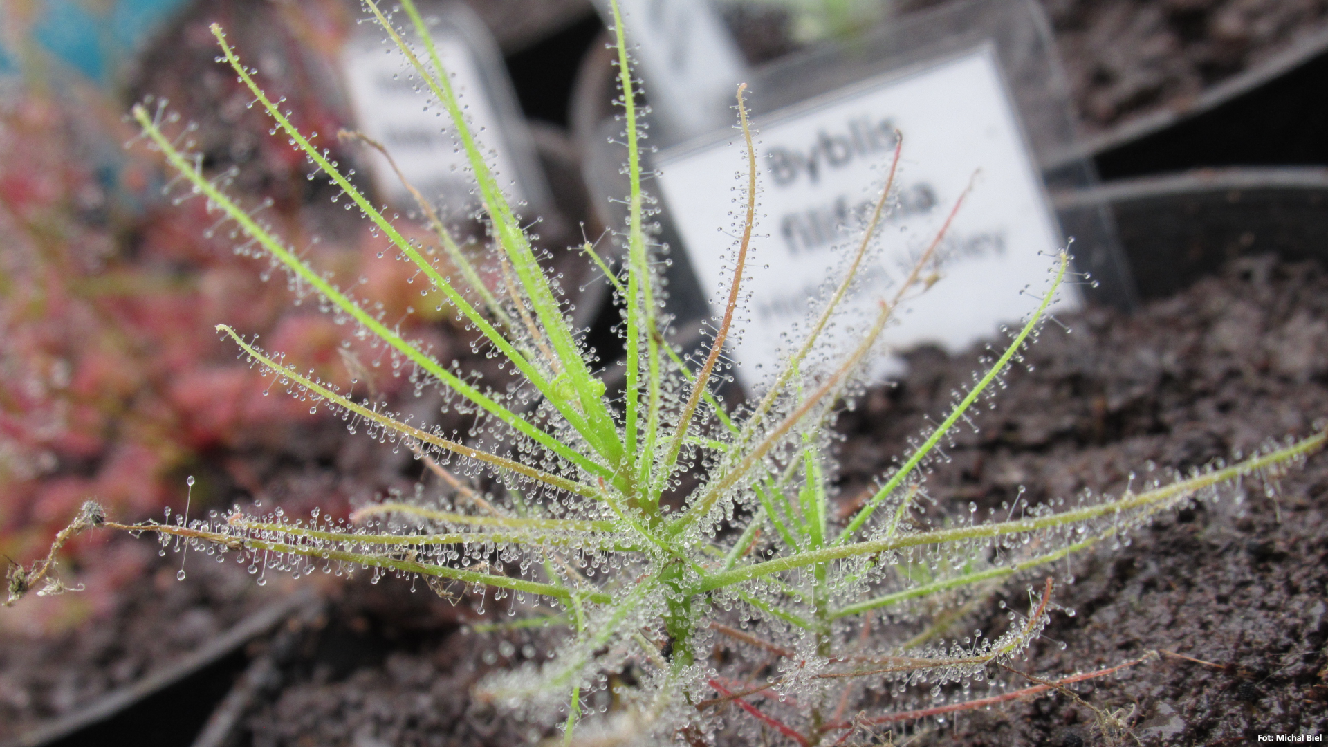 Byblis filifolia {Hidden Valley}