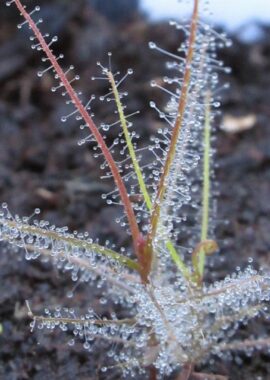 Byblis filifolia {Hidden Valley}