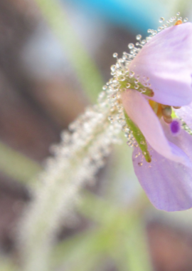 Byblis liniflora (pale flower)