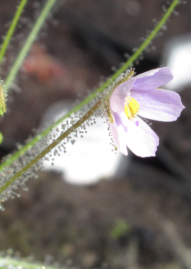 Byblis liniflora (pale flower)