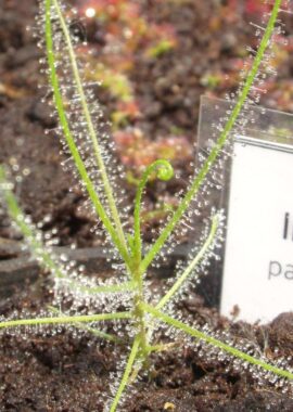 Byblis liniflora (pale flower)