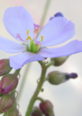 Drosera capensis {Vogelgat Nature Reserve, near Hermanus, RSA}