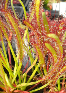 Drosera capensis {Vogelgat Nature Reserve, near Hermanus, RSA}