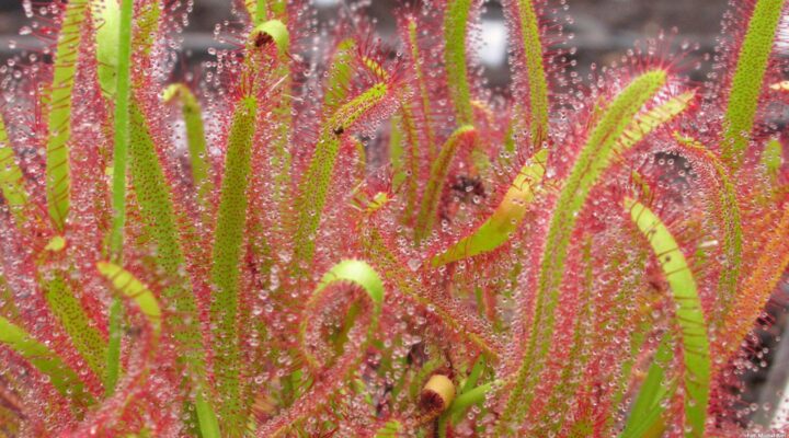 Drosera capensis