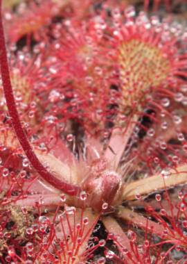 Drosera capillaris {Citronelle, Washington Co.}
