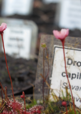 Drosera capillaris {Savane du Cavalet, French Guiana}
