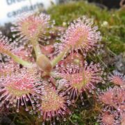 Drosera capillaris {Sussex County, USA}