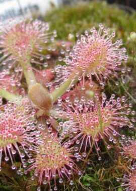 Drosera capillaris {Sussex County, USA}