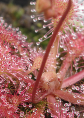 Drosera capillaris {Sussex County, USA}