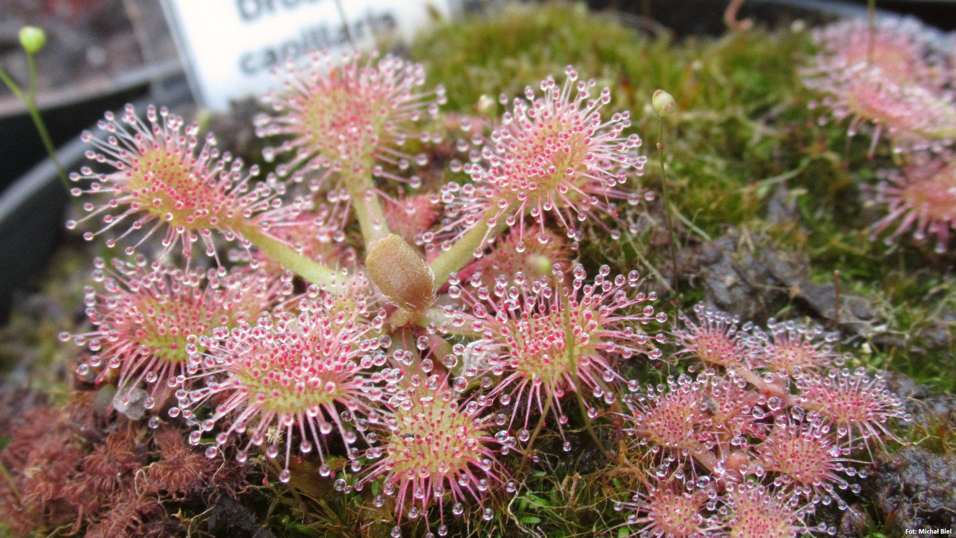 Drosera capillaris {Sussex County, USA}
