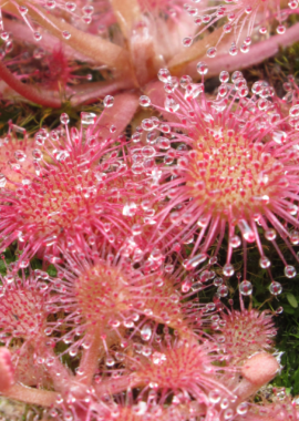 Drosera capillaris {Sussex County, USA}