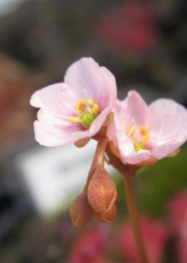 Drosera capillaris {Sussex County, USA}