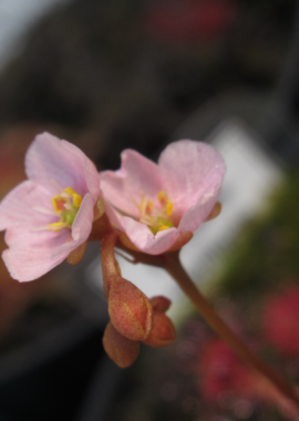 Drosera capillaris {Sussex County, USA}