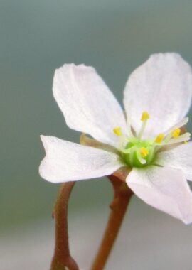 Drosera capillaris {Citronelle, Washington Co.}