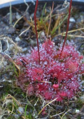 Drosera capillaris {Savane du Cavalet, French Guiana}
