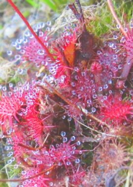 Drosera capillaris {Savane du Cavalet, French Guiana}
