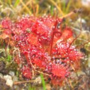 Drosera capillaris {Savane du Cavalet, French Guiana}
