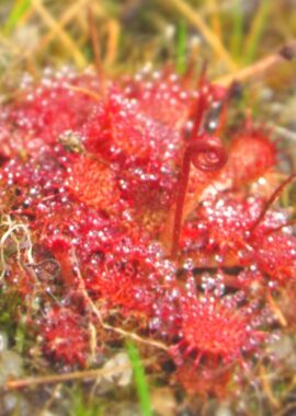 Drosera capillaris {Savane du Cavalet, French Guiana}