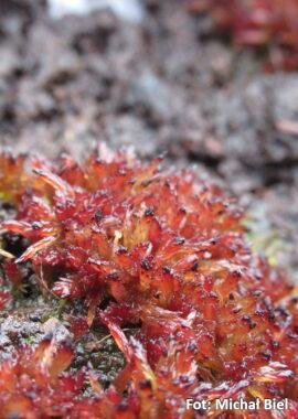 Sphagnum capillifolium