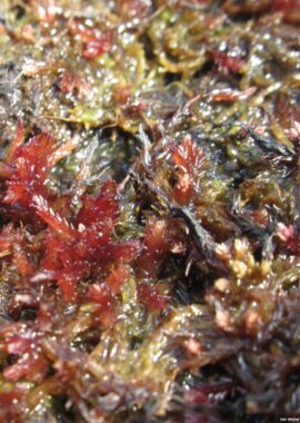 Sphagnum capillifolium