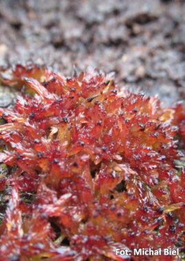 Sphagnum capillifolium