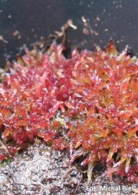 Sphagnum capillifolium