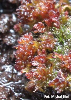 Sphagnum capillifolium