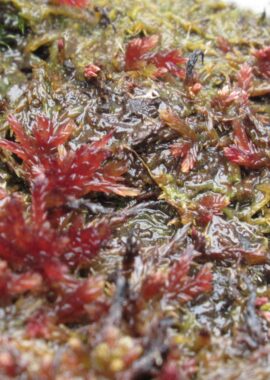 Sphagnum capillifolium
