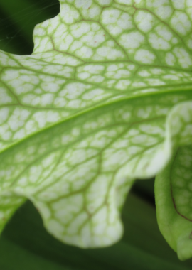 Sarracenia x Camisole