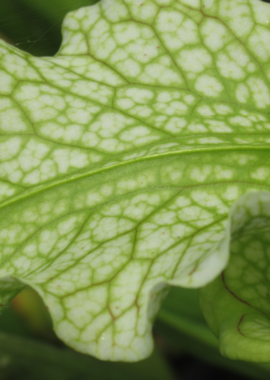 Sarracenia x Camisole