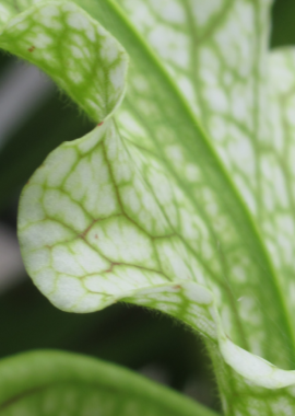 Sarracenia x Camisole