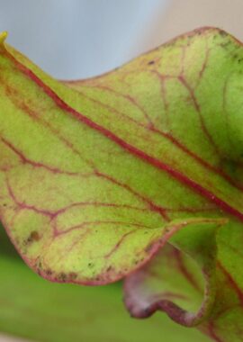 Sarracenia – 'C24 053′