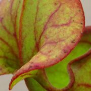 Sarracenia - 'C24 053'