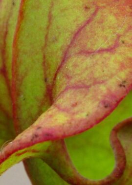 Sarracenia – 'C24 053′