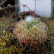 Drosera citrina
