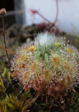 Drosera citrina