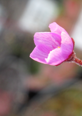 Drosera collinsiae {Mbuluzi River}