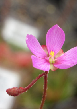Drosera collinsiae {Mbuluzi River}