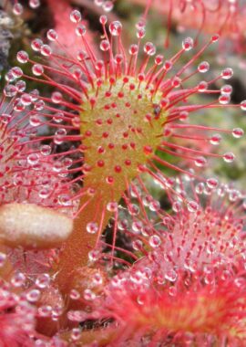 Drosera collinsiae (Fairyland)