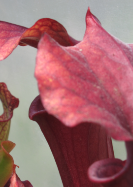 Sarracenia – 'C24 Crimson Lynda’