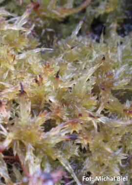 Sphagnum cristatum