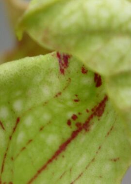 Sarracenia – 'C24 Curly leucophylla’